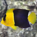 Angel Bicolor — representative photo