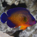 Angel Coral Beauty — representative photo