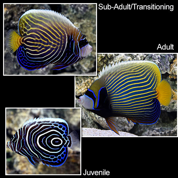 Angel Imperator - Juv — representative photo