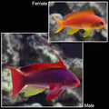 Anthias Squamipinnis - Male — representative photo