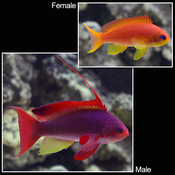 Anthias Squamipinnis - Male — representative photo