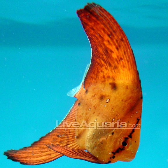Batfish Orbicularis — representative photo