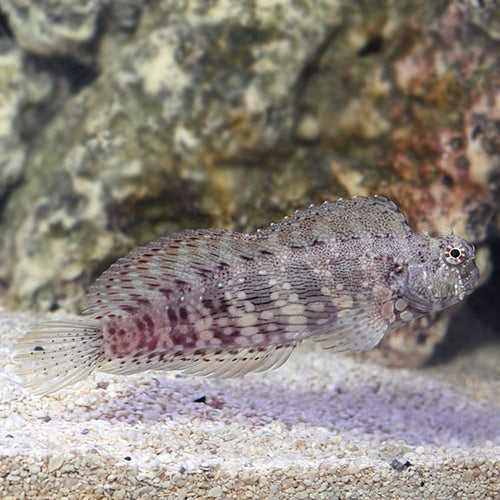 Blenny Algae Eating — representative photo