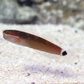 Blenny Tailspot — representative photo