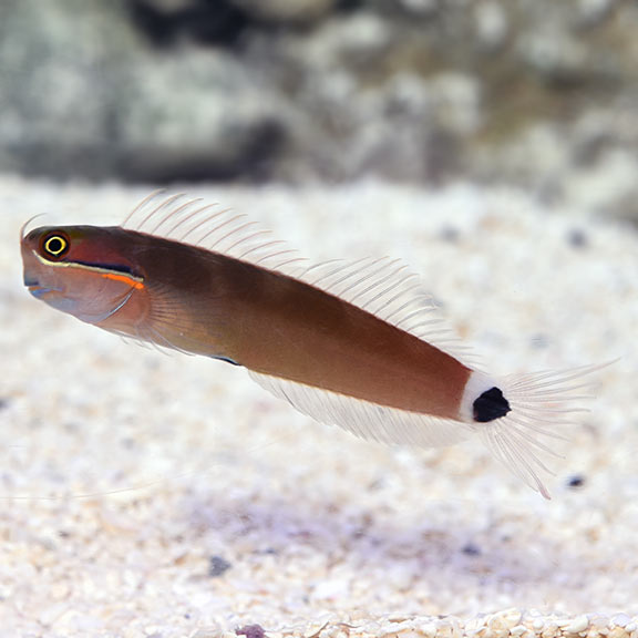 Blenny Tailspot — representative photo