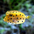 Boxfish Yellow — representative photo
