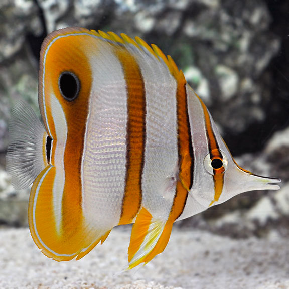 Butterfly Copperband — representative photo