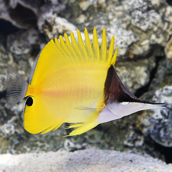 Butterfly Longnose Yellow — representative photo