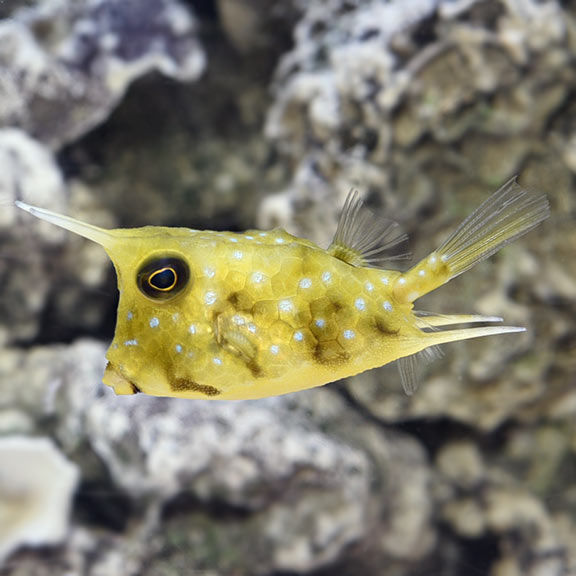Cowfish Longhorn Lg — representative photo