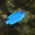 Damsel Blue Devil — representative photo