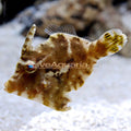 Filefish Aiptasia Eating — representative photo