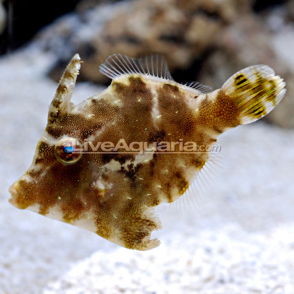 Filefish Aiptasia Eating — representative photo