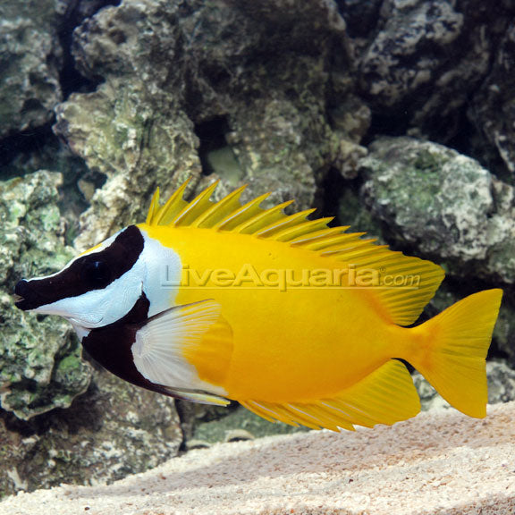 Foxface (Venomous) — representative photo
