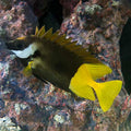 Foxface Bicolor Md (Venomous) — representative photo
