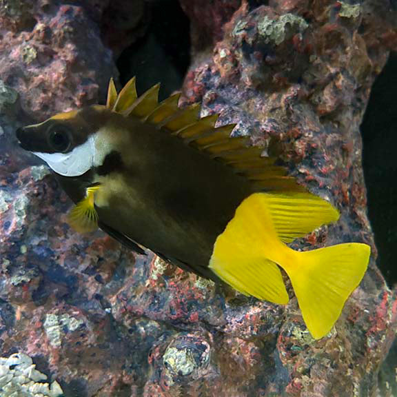 Foxface Bicolor Md (Venomous) — representative photo