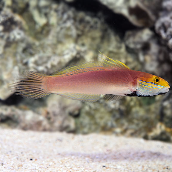 Goby Bella Rose — representative photo