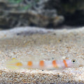 Goby Flagtail Shrimp — representative photo