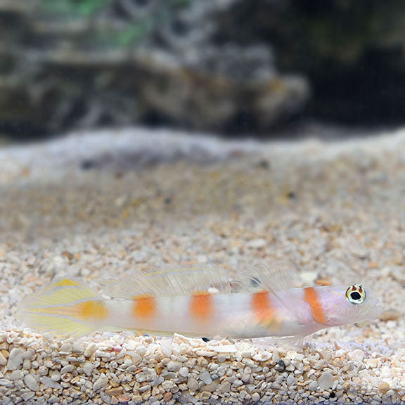 Goby Flagtail Shrimp — representative photo