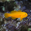 Goby Clown Yellow — representative photo