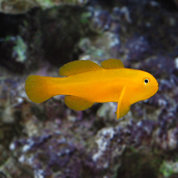 Goby Clown Yellow — representative photo