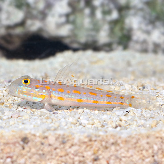 Goby Diamond — representative photo