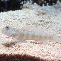 Goby Watchman Pink Spotted — representative photo