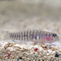 Goby Tiger (AC) — representative photo