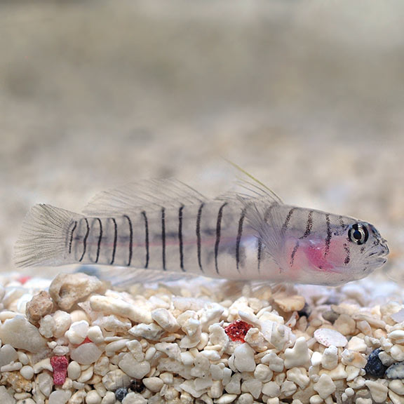 Goby Tiger (AC) — representative photo