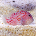 Goby Gum Drop (Venomous) — representative photo
