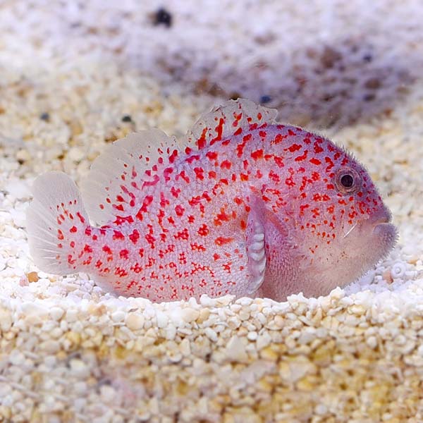 Goby Gum Drop (Venomous) — representative photo