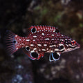 Hog Diana's Adult — representative photo