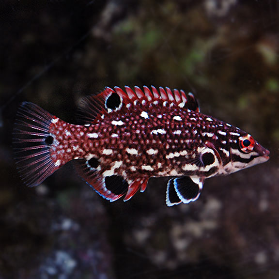 Hog Diana's Adult — representative photo