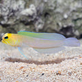 Jawfish Pearly — representative photo