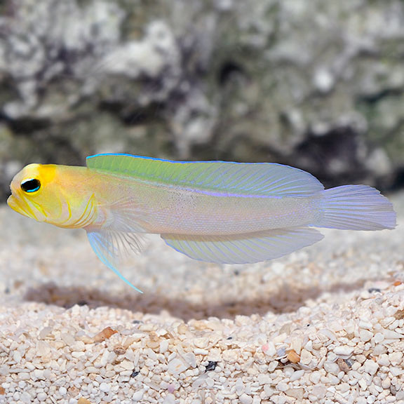 Jawfish Pearly — representative photo
