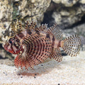 Lionfish Dwarf Fuzzy (Venomous) — representative photo