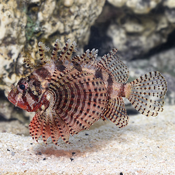 Lionfish Dwarf Fuzzy (Venomous) — representative photo