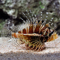 Lionfish Dwarf (Venomous) — representative photo