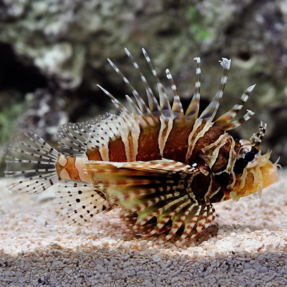 Lionfish Dwarf (Venomous) — representative photo
