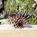 Lionfish Volitan Red (Venomous) — representative photo