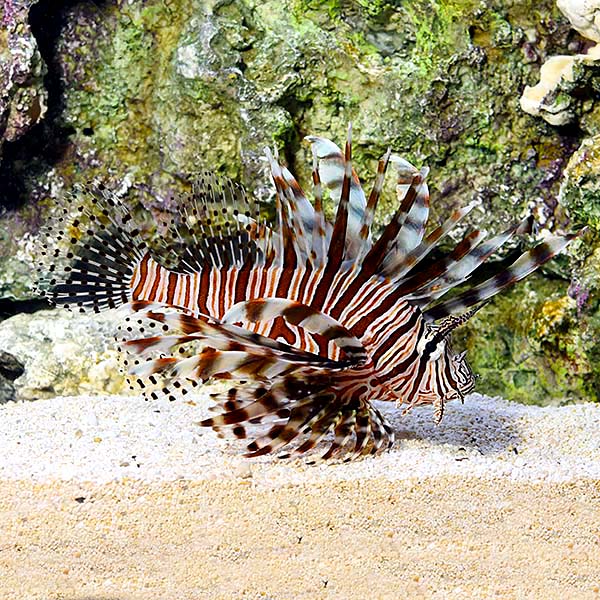 Lionfish Volitan Red (Venomous) — representative photo