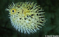Puffer Porcupine Lg — representative photo