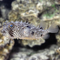 Puffer Spiny Box — representative photo