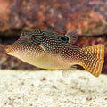 Puffer Toby Pearl — representative photo