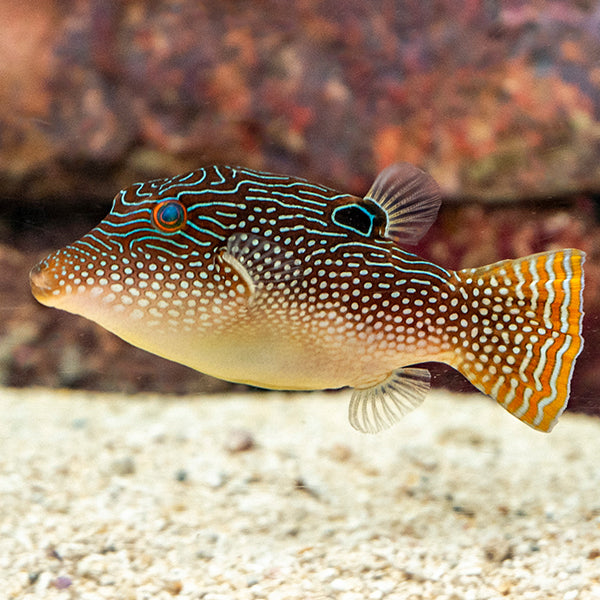 Puffer Toby Pearl — representative photo