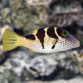 Puffer Valentini — representative photo
