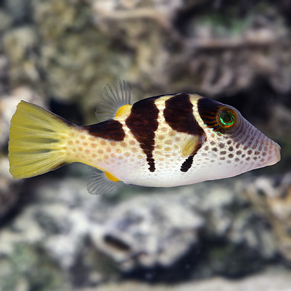 Puffer Valentini — representative photo
