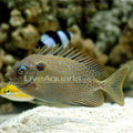 Rabbitfish Gold Spotted (Venomous) — representative photo