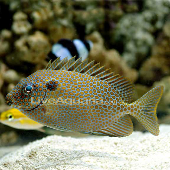 Rabbitfish Gold Spotted (Venomous) — representative photo