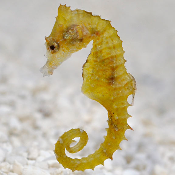 Seahorse Pygmy — representative photo