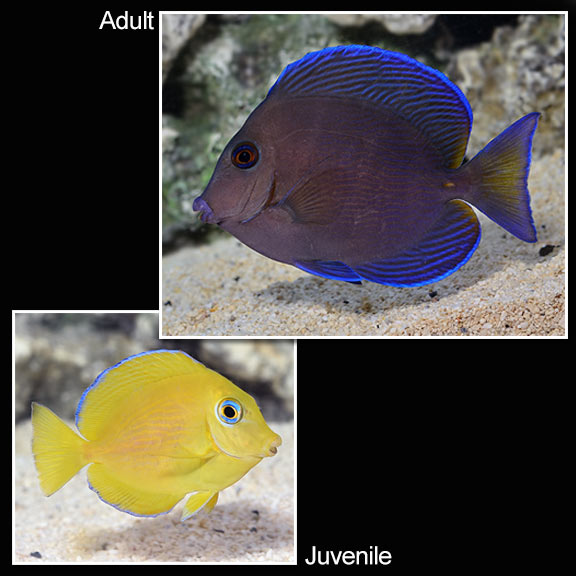 Tang Blue (Atl) — representative photo